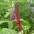 Persicaria amplexicaulis 'Blackfield'