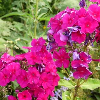 Phlox paniculata 'Starfire'