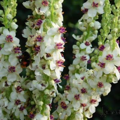 Verbascum chaixii 'Album' - 