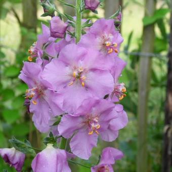 Verbascum phoeniceum