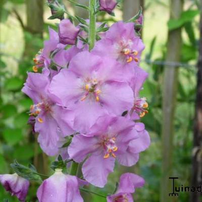 Molène de Phénicie - Verbascum phoeniceum