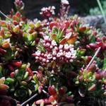 Crassula perforata - 