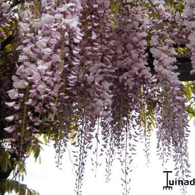 Wisteria floribunda 'Rosea' - 