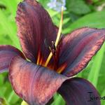 Hemerocallis 'Crawley Crown' - 