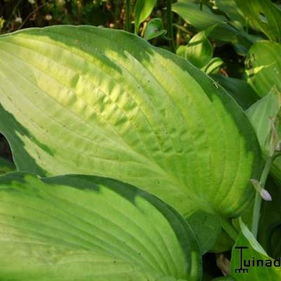 Hosta 'Gold Standard'  - Hosta 'Gold Standard' 