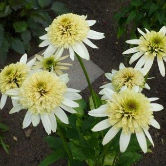 Echinacea purpurea 'Coupe Soleil'