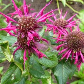 Monarda 'Donnerwolke'