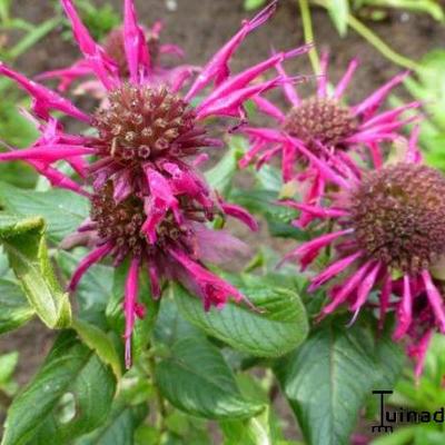 Monarda 'Donnerwolke' - Monarda 'Donnerwolke'