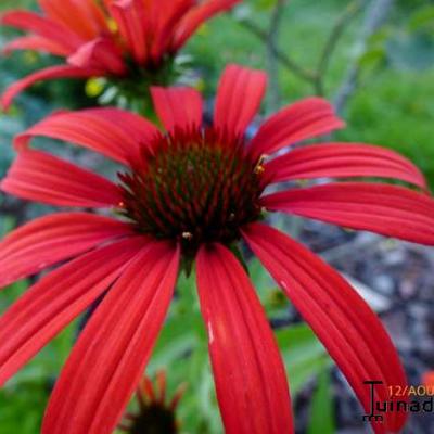 Echinacea purpurea 'Tomato Soup' - Echinacea purpurea 'Tomato Soup'