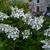 Hydrangea paniculata 'Pinky Winky'