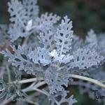 Senecio cineraria 'Silverdust' - 