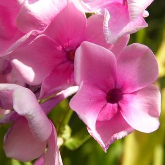 Phlox paniculata 'Eva Cullum'