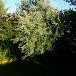 Pyrus salicifolia 'Pendula' - 