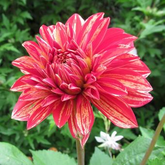 Dahlia 'Pippi'