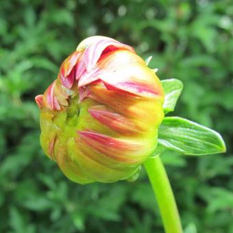 Dahlia 'Pippi'