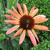 Echinacea purpurea 'Sundown'