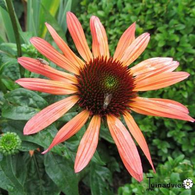 Echinacea purpurea 'Sundown' - Echinacea purpurea 'Sundown'