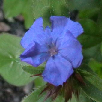 Ceratostigma