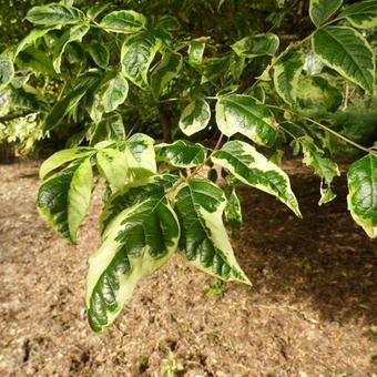 Acer negundo 'Aureovariegatum'