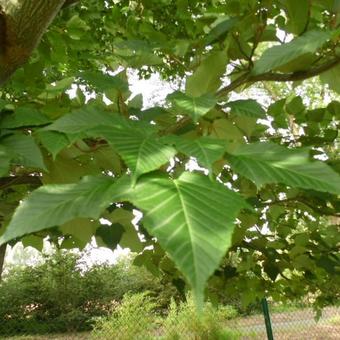 Acer capillipes