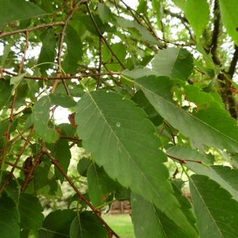 Zelkova serrata