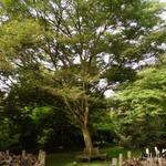 Zelkova serrata - Japanische Zelkove