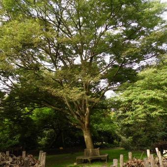 Zelkova serrata