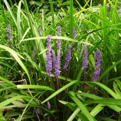 Liriope muscari - LIRIOPE