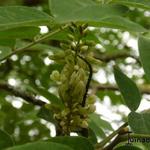 Styphnolobium japonicum - SOPHORA JAPONICA