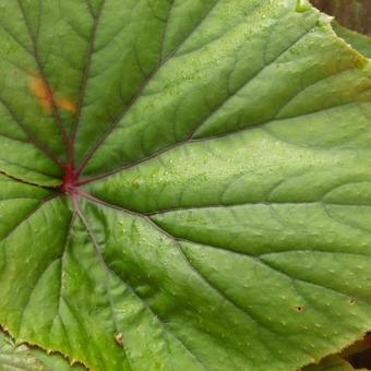 Begonia grandis subsp. evansiana