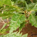 Fagus sylvatica var. heterophylla 'Aspleniifolia' - 