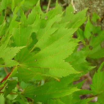 Acer shirasawanum 'Aureum'