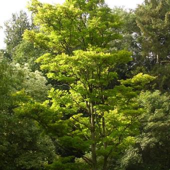 Acer shirasawanum 'Aureum'