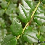 Ilex pernyi - Rautenblättrige Stechpalme