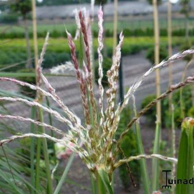 Miscanthus sinensis 'Kaskade'