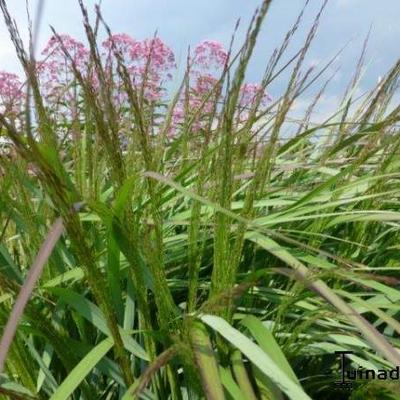 Panicum virgatum 'Rehbraun'