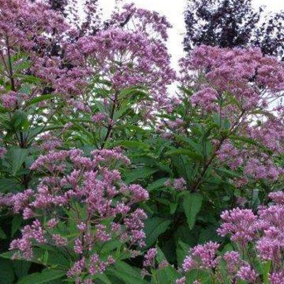 Eupatorium maculatum 'Phantom'