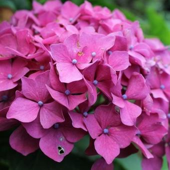 Hydrangea macrophylla 'Leuchtfeuer'