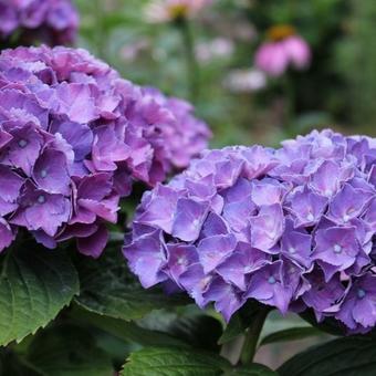 Hydrangea macrophylla 'Red Baron'