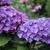 Hydrangea macrophylla 'Red Baron'