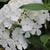 Phlox paniculata 'Fujiyama'