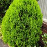 Platycladus orientalis 'Aurea Nana' - 