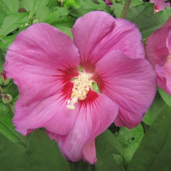 Hibiscus syriacus 'Russian Violet'