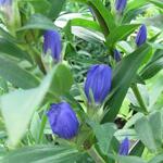 Gentiana makinoi 'Marsha' - 