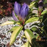 Gentiana makinoi 'Marsha-variegata' - 