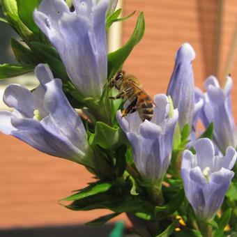 Gentiana makinoi 'Blue Magic'