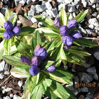 Gentiana makinoi 'Marsha-variegata'