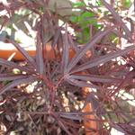 Acer palmatum 'Enkan' - 