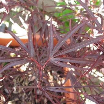 Acer palmatum 'Enkan'