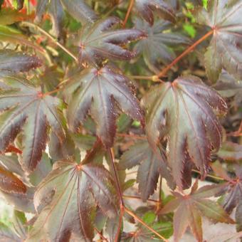 Acer palmatum 'Trompenburg'